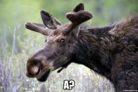  а?