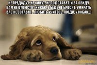 не предадут, не кинут, не подставят. и за обиду вам не отомстят никак. в беде не бросят, умирать вас не оставят... любить учитесь, люди, у собак...! 