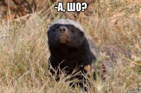 -а, шо? 