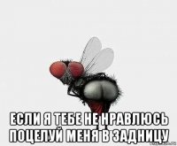  если я тебе не нравлюсь поцелуй меня в задницу