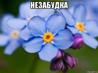 незабудка 