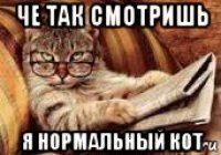 че так смотришь я нормальный кот