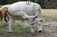 хо 