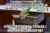 редчайшая разновидность дарвиновского петуха с архипелага галапагос! существует лишь только 1 000 000 экземпляров!