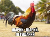  шарий - шарий, петушарий