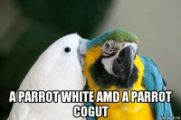  a parrot white amd a parrot cogut
