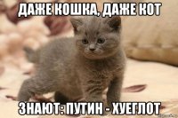 даже кошка, даже кот знают: путин - хуеглот