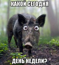 какой сегодня день недели?