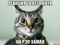 реакция твоего кота на рэп замая