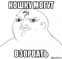 кошку могут взорвать