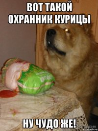 вот такой охранник курицы ну чудо же!