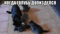когда голубь допизделся 