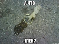 а что член?