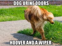 dog urine odors hoover and a wiper: