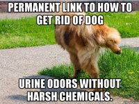 permanent link to how to get rid of dog urine odors without harsh chemicals.