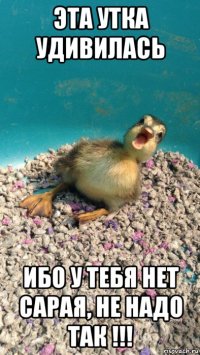 эта утка удивилась ибо у тебя нет сарая, не надо так !!!