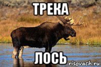 трека лось