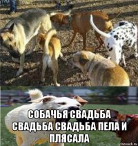  собачья свадьба свадьба свадьба пела и плясала