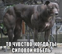  то чувство, когда ты силовой кобель