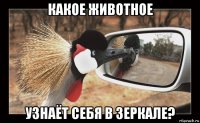 какое животное узнаёт себя в зеркале?
