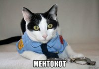  ментокот