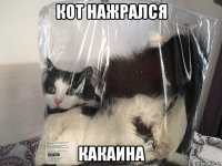 кот нажрался какаина