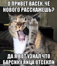 о привет васёк, чё нового расскажешь? да я вот узнал что барсику яйца отсекли