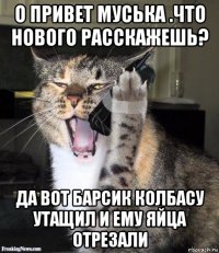 о привет муська .что нового расскажешь? да вот барсик колбасу утащил и ему яйца отрезали