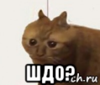  шдо?