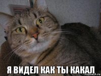  я видел как ты какал