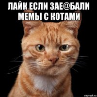 лайк если зае@бали мемы с котами 