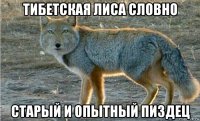 тибетская лиса словно старый и опытный пиздец