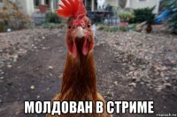  молдован в стриме