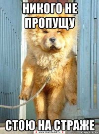 никого не пропущу стою на страже