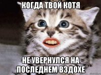 когда твой котя не увернулся на последнем вздохе