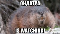 ондатра is watching!