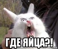  где яйца?!