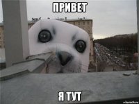 привет я тут