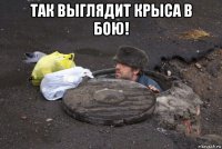 так выглядит крыса в бою! 