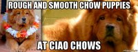 rough and smooth chow puppies at ciao chows