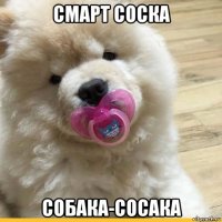 смарт соска собака-сосака