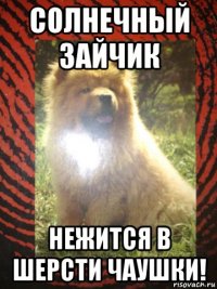 солнечный зайчик нежится в шерсти чаушки!