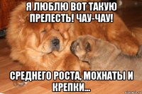 я люблю вот такую прелесть! чау-чау! среднего роста, мохнаты и крепки...