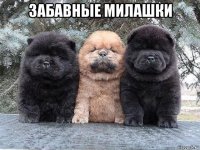 забавные милашки 