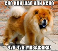 сяо или шао или ксяо чув чув, мазафака!