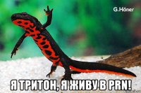  я тритон, я живу в prn!