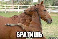  братишь