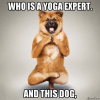 who is a yoga expert. and this dog,