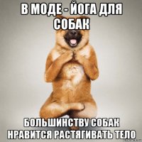 в моде - йога для собак большинству собак нравится растягивать тело