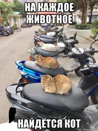 на каждое животное найдётся кот